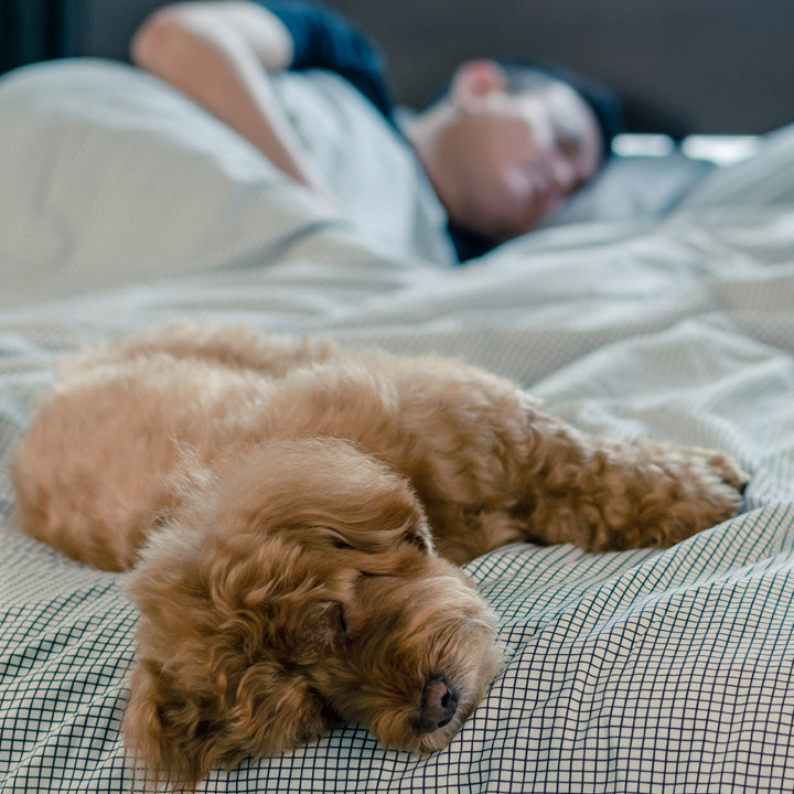 7 Possible Reasons Why Dogs Sleep at the Foot of the Bed Doodle Dog Town