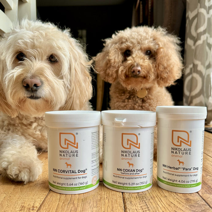 What are the Best Supplements for My Dog?